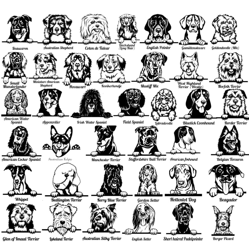Grid display of black and white dog breed illustrations, each labeled with breed names including Beaucaroon, Australian Shepherd, Coton de Tulcar, Dachshund, English Pointer, Gamillonstecare, and others