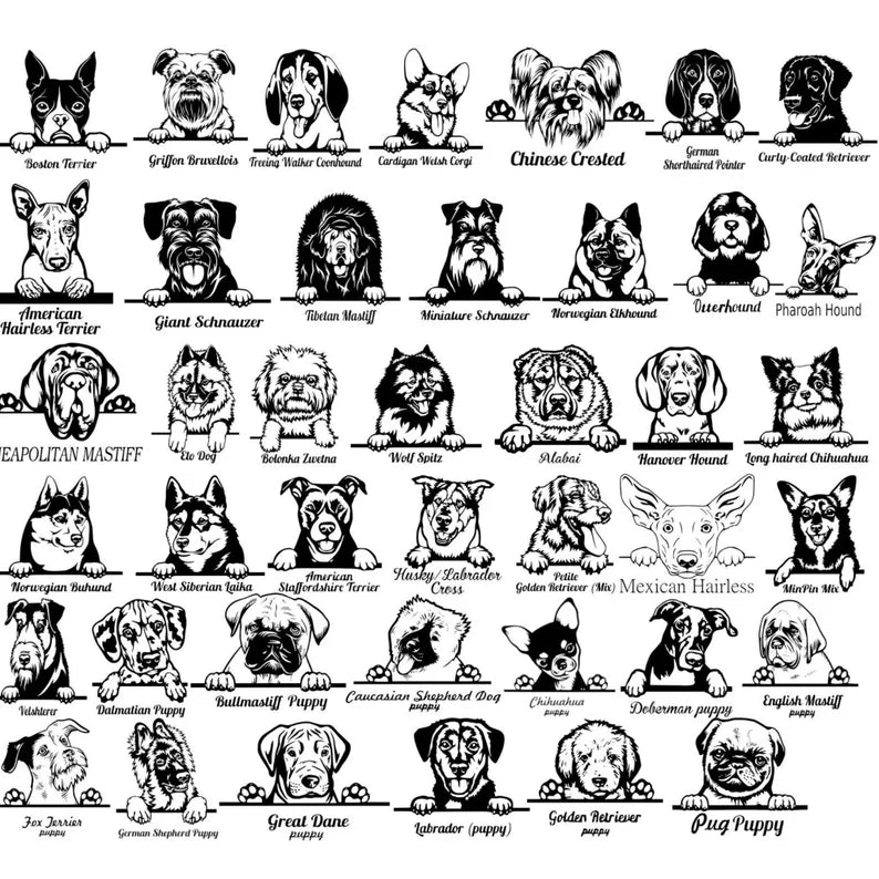 Grid displaying 49 black and white dog breed illustrations labeled with breed names, including Boston Terrier, Boxer, Beagle, and Pug Puppy among others